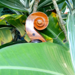 Lupot copy cello amber colour full size at Ilja Grawert violinmaker brisbane 'the gap' 'North Queensland' Australia